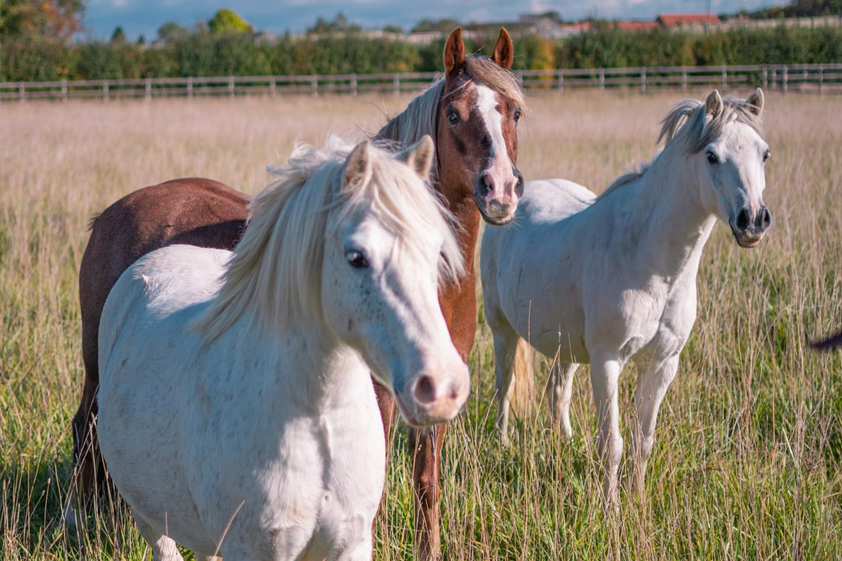 Bransby Horses
